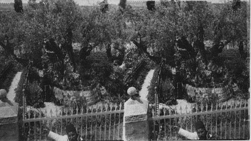 Old Olive Trees, Garden of Gethsemane