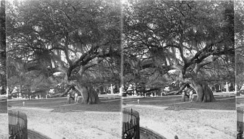 Live Oak Covered with Spanish Moss. Charleston, S. Carolina