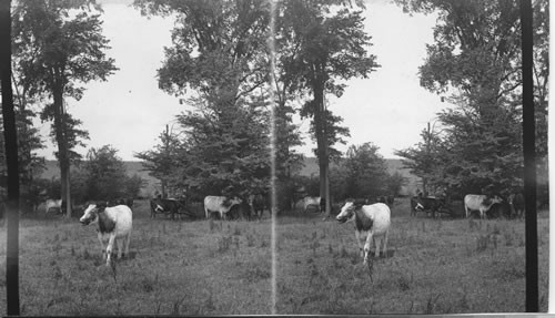 Cows on an Ontario farm, Canada