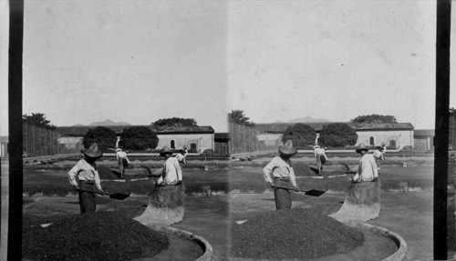 Drying Coffee - Mexico