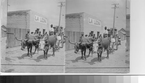 An ox cart in a Mexican village. Mexico