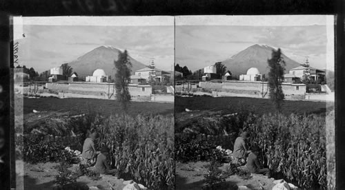 A cornfield and El Misti, a volcano of terrible fame in Peru