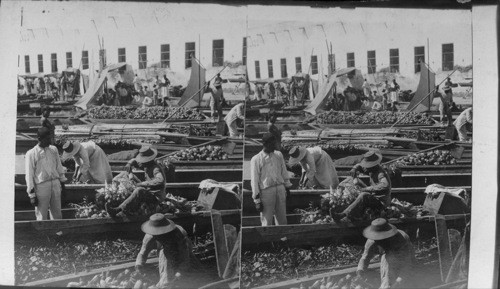 Cano Mercado, Barranquilla, crowded with canoes laden with fruit and corn. Columbia. S.A