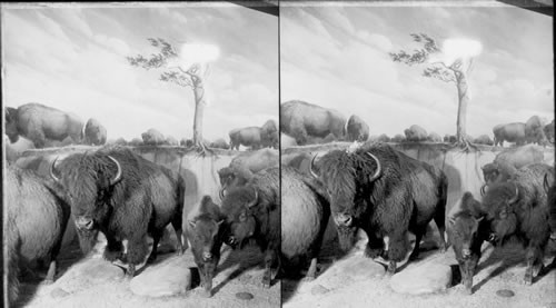 American Bison, Field Museum of Natural History, Chicago