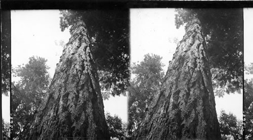 Looking straight up at a big fir tree, Stanley Park. Vancouver. B.C. Canada