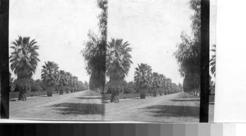 Avenue of palms, miles long, Magnolia, California. Dup. KU 69045