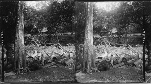 A boom of mahogany logs and driftwood on the Wandea River, Panama