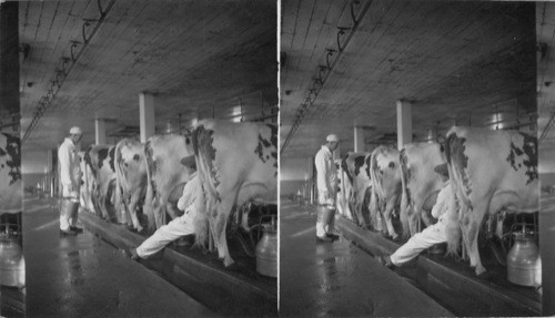 Old and Modern Way of Milking, Terrace Farm, Titusville, Penna