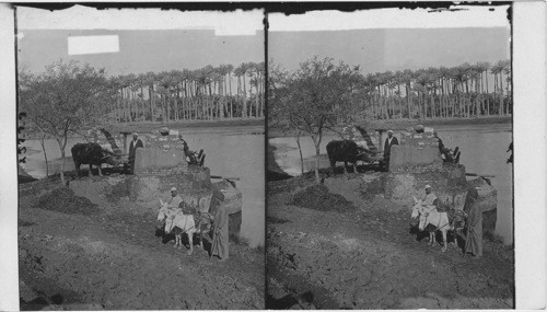 An Egyptian Sakieh or ox driven bucket-pump raising water for irrigation. Egypt