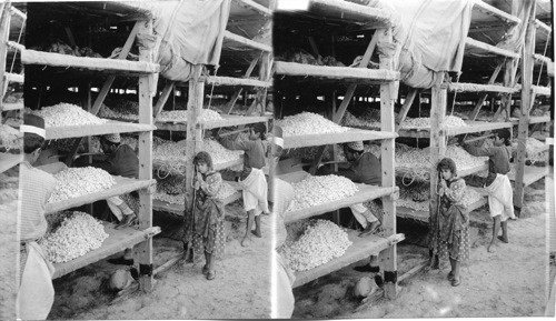 The drying installation for silk cocoons. Antioch, Syria