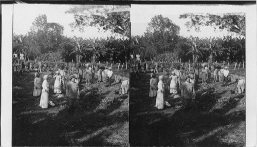 In a banana grove - wrapping out bananas in leaves and carting to wharf. Kingston - Jamaica