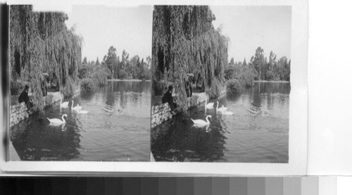 Swans in East lake Park, Los Angeles, California