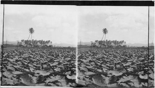 A Taro Patch, Hawaii