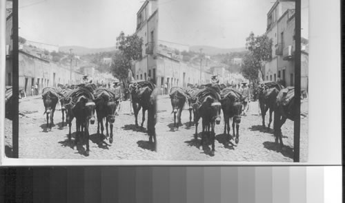 Everyday town people and faithful burrows. Mexico