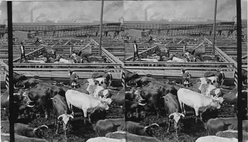 Great Union Stock Yards, largest live stock market on earth - Chicago, Ill