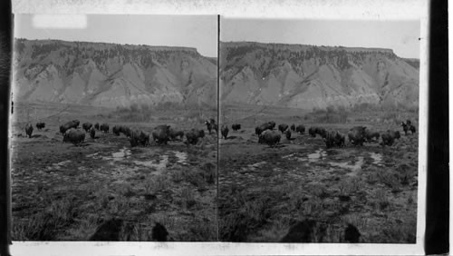 Last Remnants of the American Bison, Yellowstone National Park