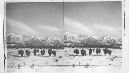 The Buffalo in his snow bound home, B.C. Canada