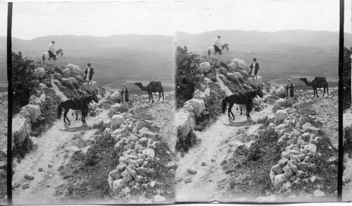 Samaria - looking West. Palestine