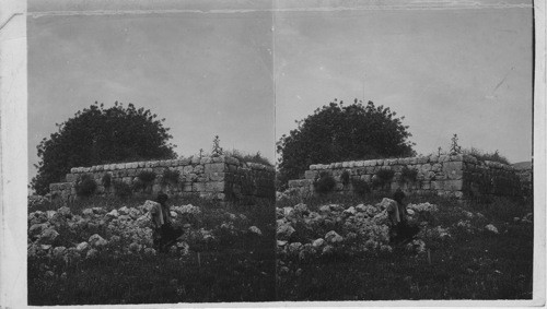 The resting place of the Ark Shiloh, Palestine