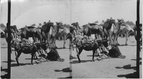 A Three year old camel driver, Cairo Egypt