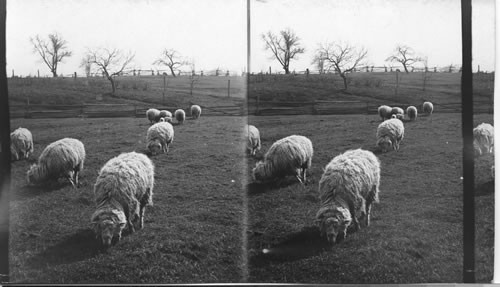 Sheep raising on an Ontario farm, Canada