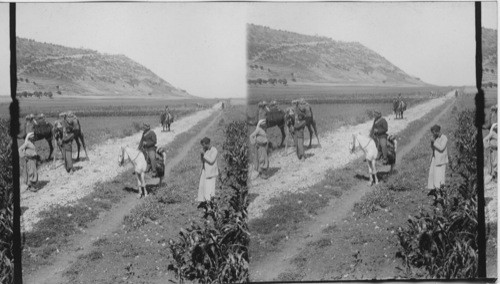 Mt. Carmel - N.W. Road from Haifa. Palestine