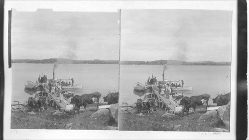 Ox team and yacht - Nova Scotia, near Yarmouth, Canada