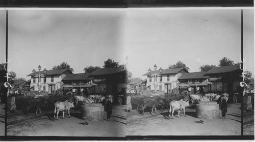 Natives driving cattle to market, Baroda, India