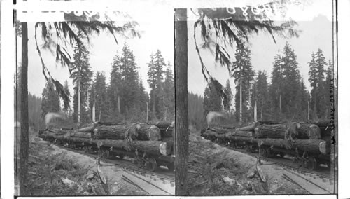 Trainload of logs on way to the mill, Western Washington. Washington