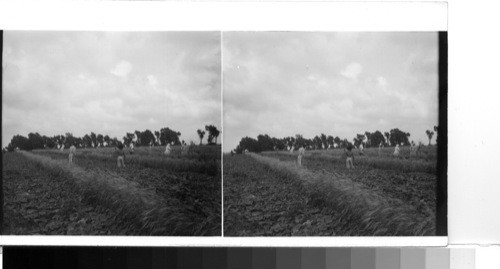 Cucumber field on the Gulf Coast, just northeast of Corpus Christi, Texas