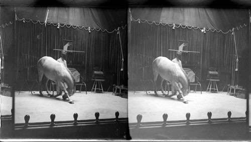 A Pony Performing, Hagenbeck's Trained Animals, St. Louis Exposition, St. Louis, Mo