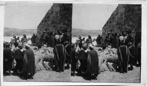 A Sheep sale in Bethlehem, Palestine