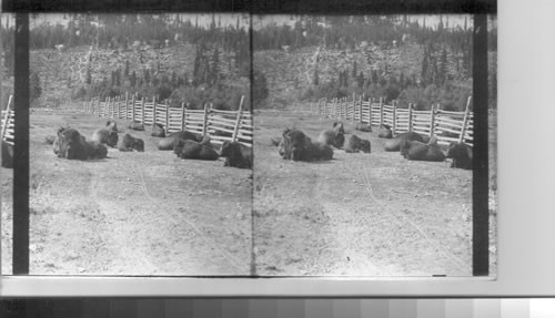 Buffalo in the corral, Banff. Alberta, Canada