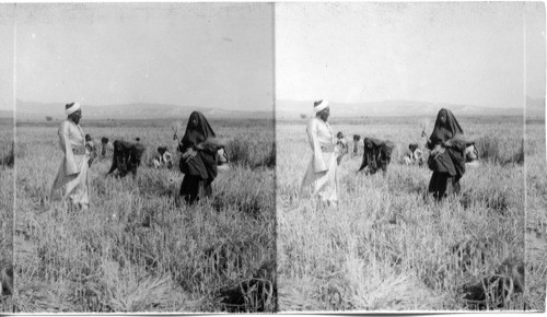 Barley Harvest near Bethlehem, Palestine