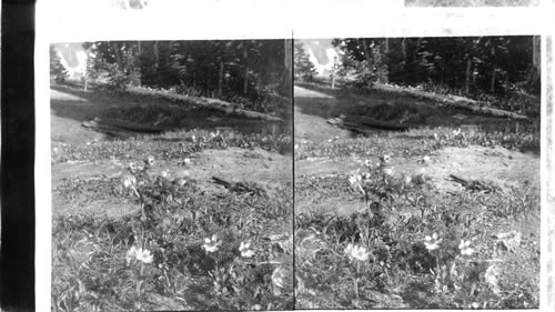 Wild Anemone (Western) Mt. Rainier National Park. (Anemone Accidentales)