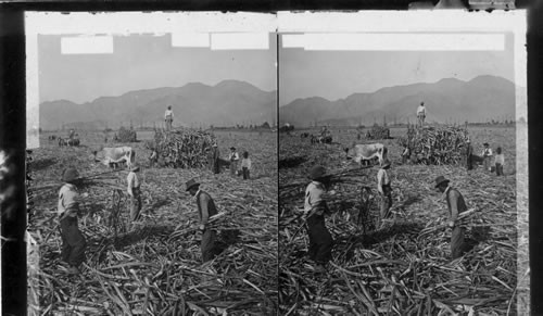 Harvesting sugarcane on a plantation at the foot of the Andes, Santa Clara, Peru