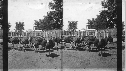 Ostrich Farm, Midway Plaisance, Columbian Exposition