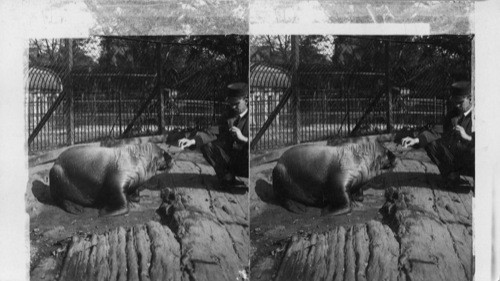 Atlantic Walrus ("whale horse") relative to seal and sea lion, Bronx Park. N.Y.C