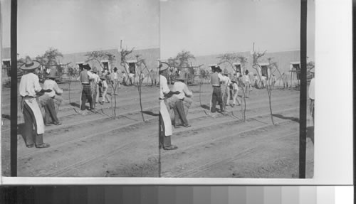 Natives making rope from the fiber of the maguey plant, Monterry [Nuevo Leon]. Mexico