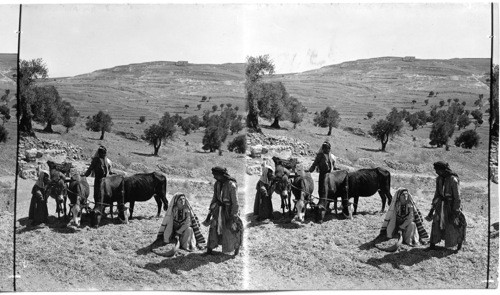 Mount Scopus, Palestine