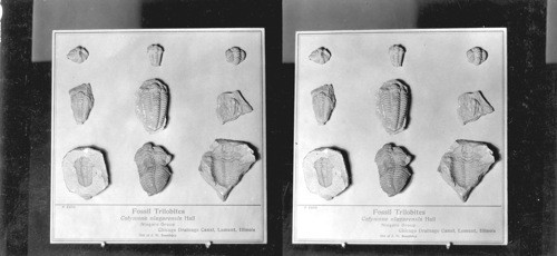 Fossil Trilobites #P5606 - Calymene Niatarensis Hall. Niagara Group, Drainage Canal, Lemont. Ill. Field Museum. Chicago, Ill