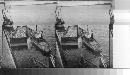 A barge filled with the fish heads being taken to sea and dumped. Canada