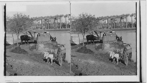 Sakiyeh drawing Nile water for irrigation. Egypt