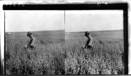 Acre Oat Field, Southern Saskatchewan, Canada