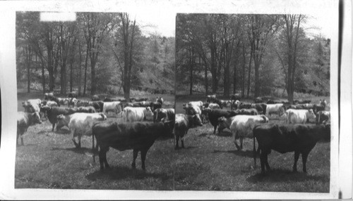 Thoroughbred Durhams on an Ontario farm, Canada