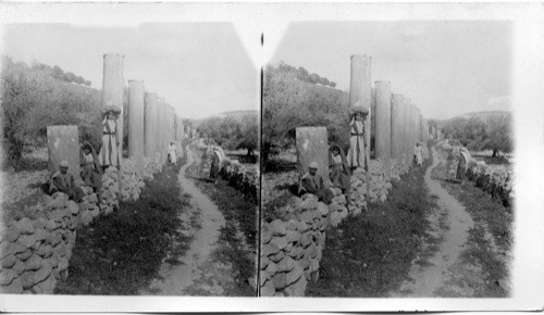 Herod’s Street of Columns - the remains of magnificent Samaria. Palestine