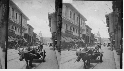 Water Buffalo, On Rosacio, Manila (Catholic Church In Background). Philippine Islands