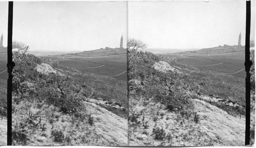 Gardens of Gethsemane - Roses of Sharon on fields North of Mt. of Olives. Jerusalem. Palestine