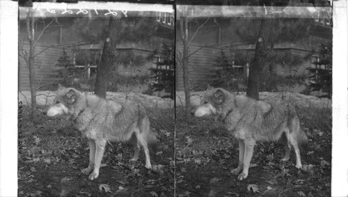 Beautiful Gray Wolf - terror of ranchmen in the west. Bronx Park. N.Y.C