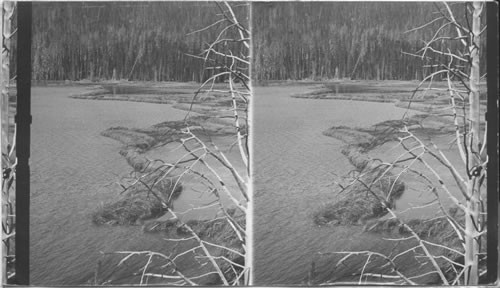 A Beaver Dam, Yellowstone National Park. Wyo